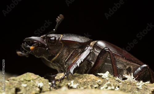 Macro photo of a female stag beetle, Lucanus cervus on wood