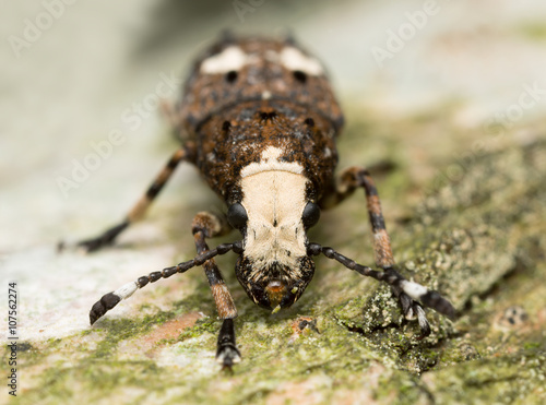 Platystomos albinus, Anthribidae on wood photo