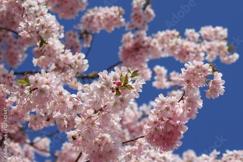 spring blooming tree  pink cherry blossom