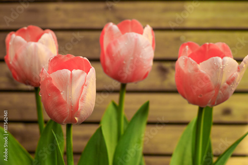 Garden pink tulips