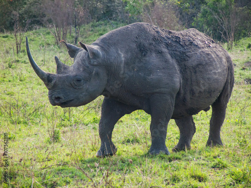 wild black rhinoceros or hook-lipped rhinoceros  in Masai Mara