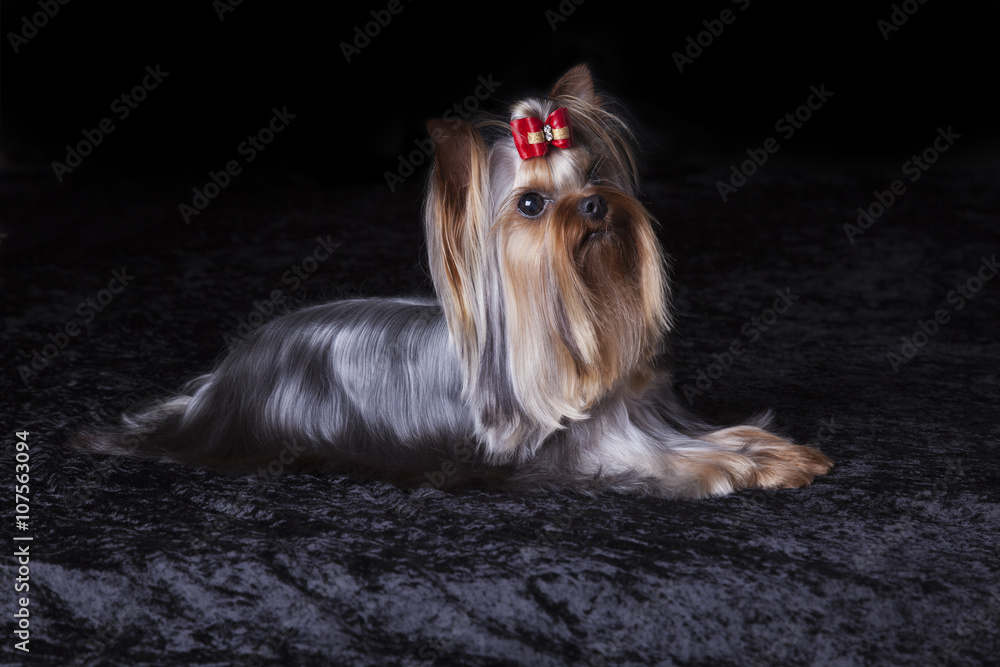 Naklejka premium Cute Alert Yorkshire Terrier Lies on Black Blanket