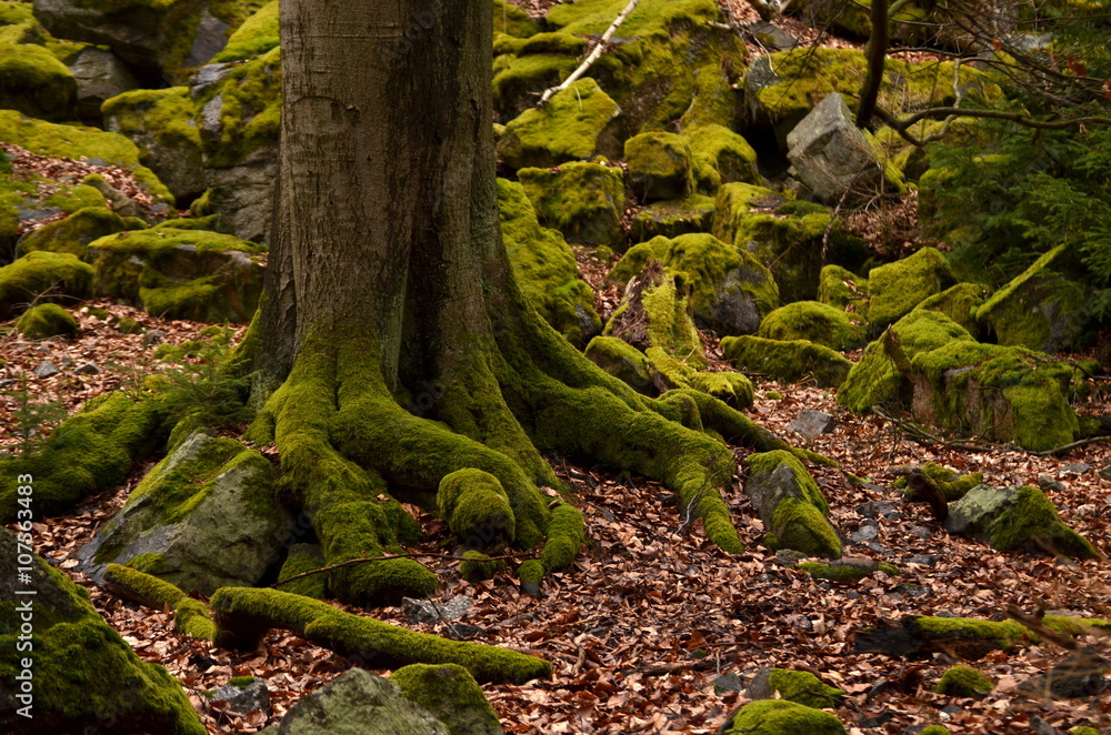 tree and stones covered by moss tree and stones covered by moss