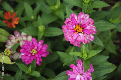 The African daisy flowers in garden