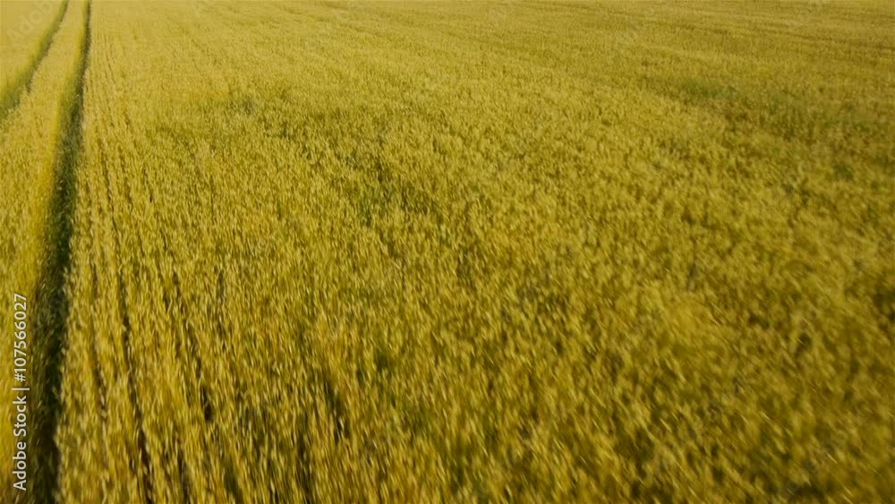 Low front flight view of golden wheat field. At the end taken jib with tilt up. Filmed on summer morning with mountain at background.
Low front flight view of golden wheat field. At the end taken jib with tilt up. Filmed on summer morning with mountain at background.
