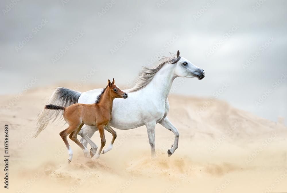 Obraz premium white arabian mare with chestnut foal in desert