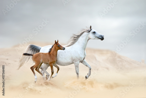 white arabian mare with chestnut foal in desert