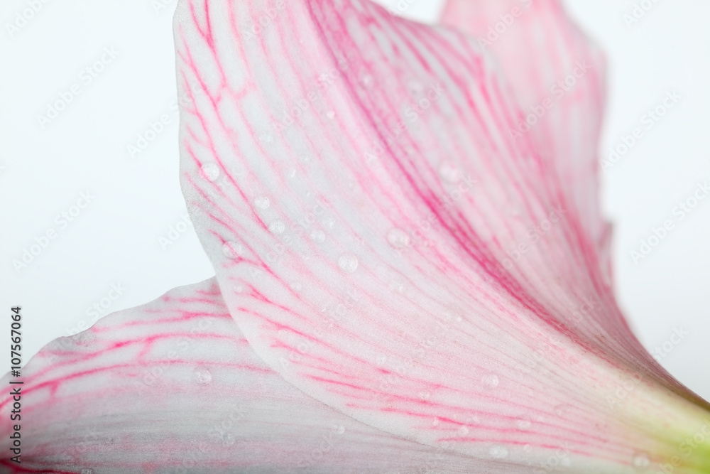 close up of amaryllis flower close up of amaryllis flower