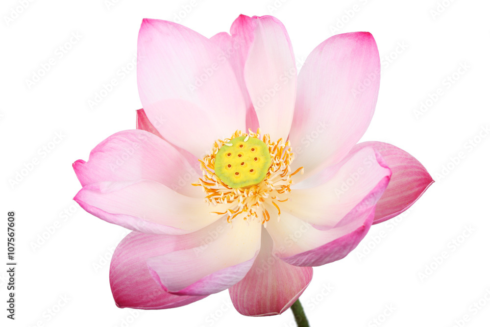 lotus flower isolated on white background lotus flower isolated on white background