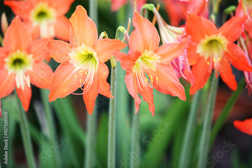 amaryllis flower