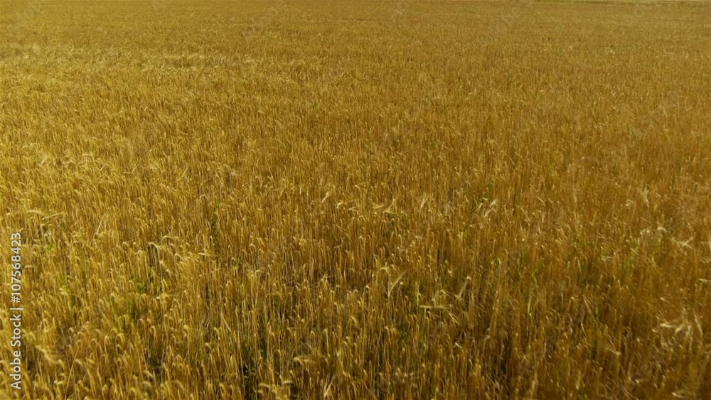 Aerial front view, slow speed up and lift over wheat field and dirt road. Recorded on summer morning.
Aerial front view, slow speed up and lift over wheat field and dirt road. Recorded on summer morning.