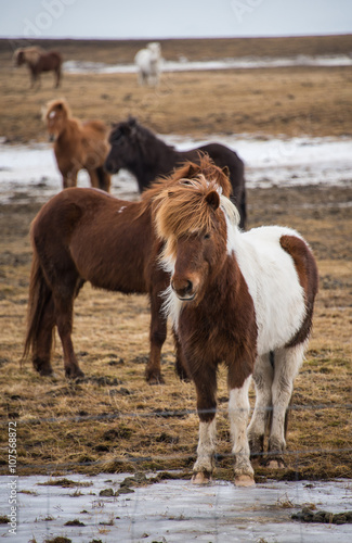 Iceland horse © benjaa