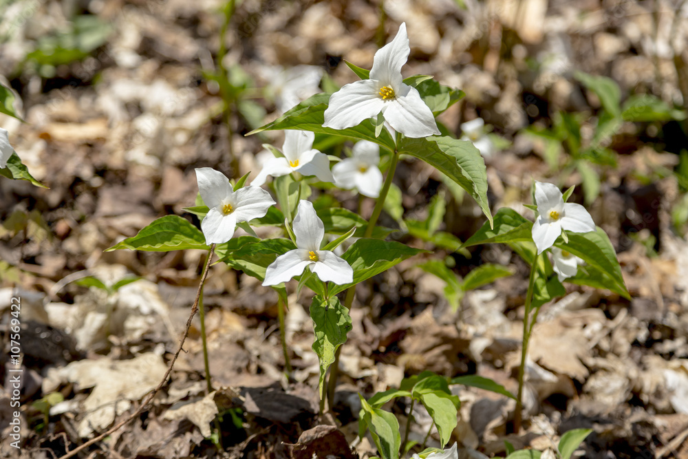 Trillium, Official Flower of Province of Ontario, Canada