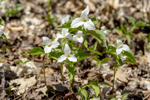 Trillium, Official Flower of Province of Ontario, Canada © Chris Gardiner