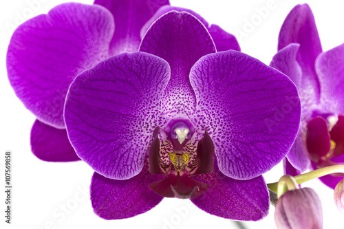 Purple Orchid Flower