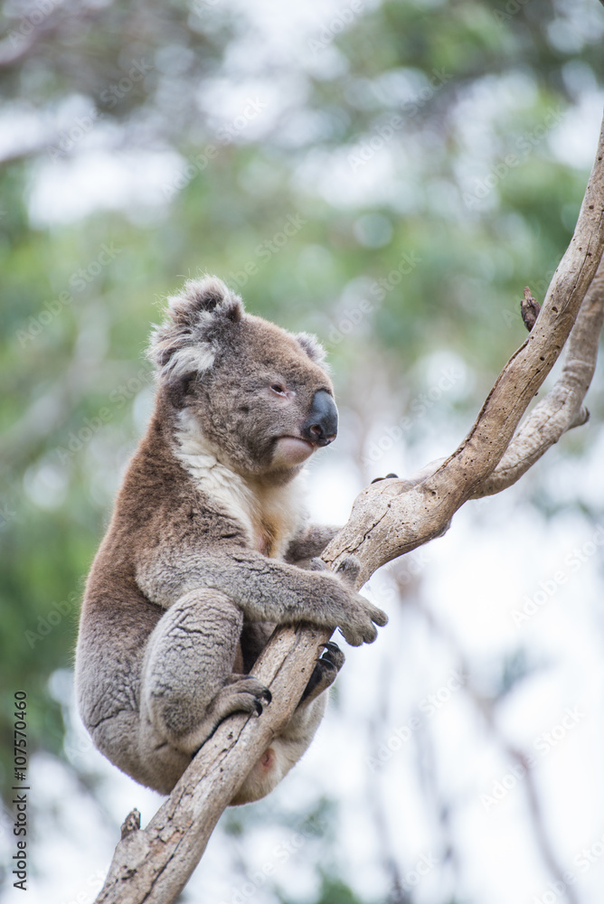 Koala Koala