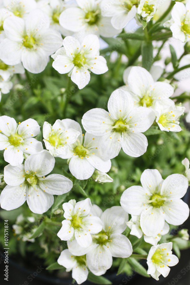 Saxifraga arendsii (Schneeteppich), white moss flowers
