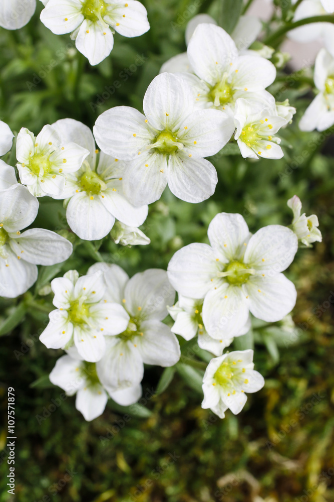 Saxifraga arendsii (Schneeteppich), white moss flowers Saxifraga arendsii (Schneeteppich), white moss flowers