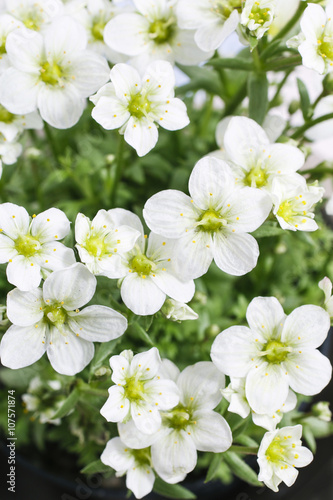 Saxifraga arendsii (Schneeteppich), white moss flowers © agneskantaruk