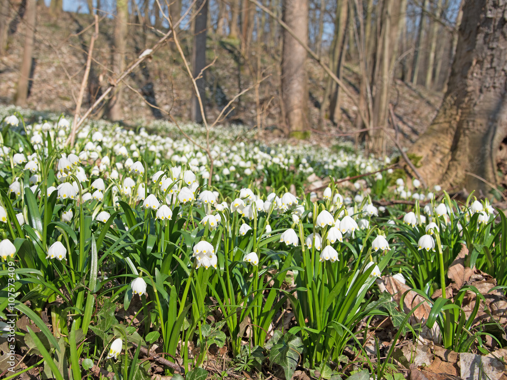 Fototapeta premium Märzenbecher, Leucojum vernum, Frühlingsknotenblumen,