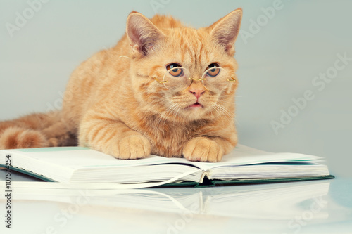Red cat with glasses lying on a book