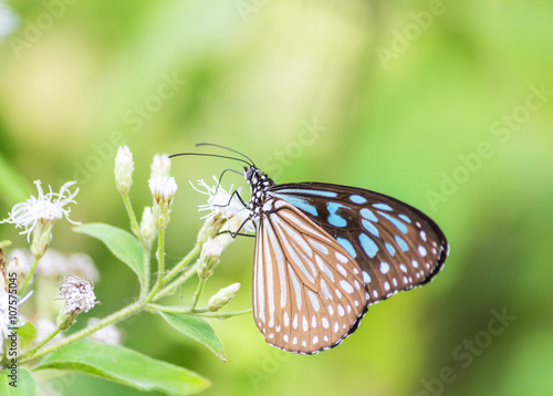 Close-up Blue Tiger butterfly on flower. © p_sarun