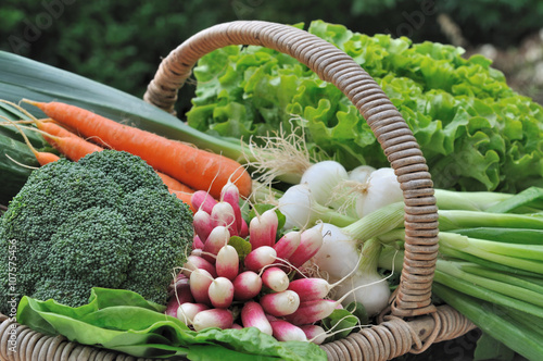 panier de légumes frais dans potager