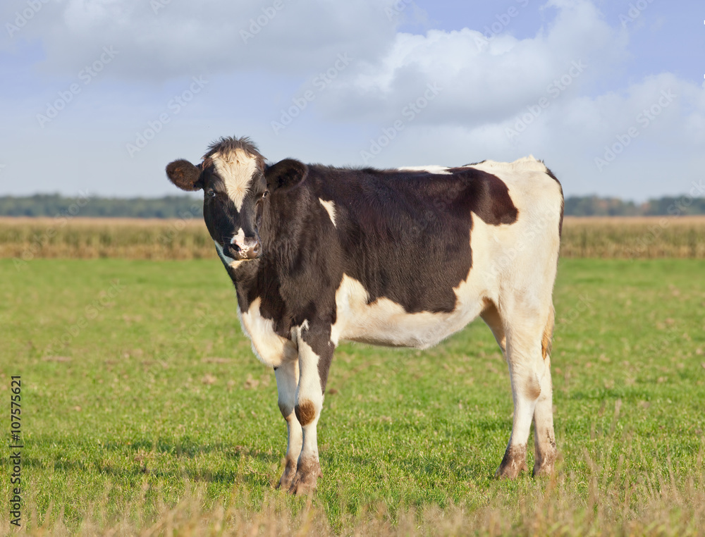 Holstein-Frisian cattle in a green meadow with cornfield on the background, The Netherlands.