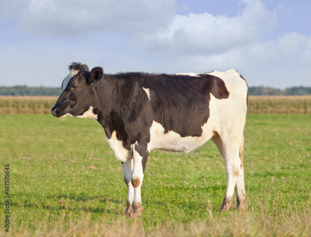 Holstein-Friesian cattle in a green meadow with cornfield on the background, The Netherlands.