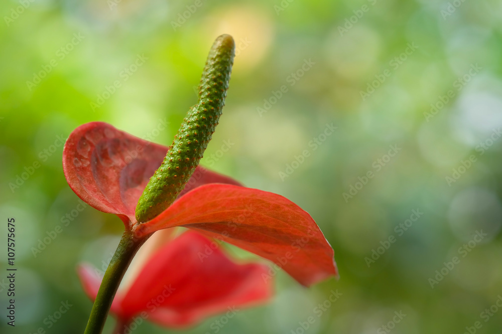 Anthurium flowers in the garden beautiful macro close-up