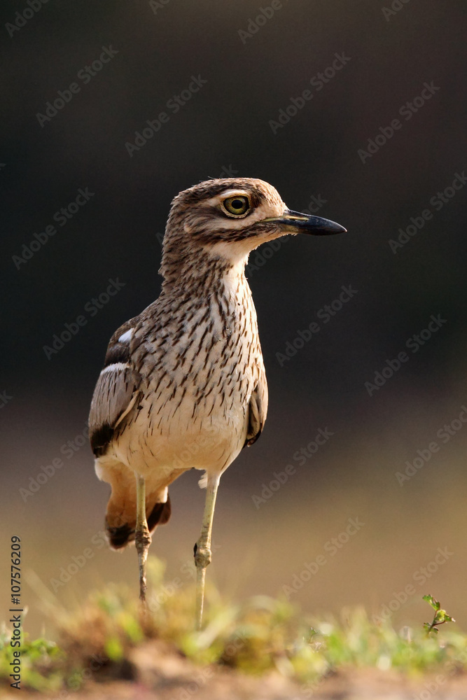 Obraz premium The water thick-knee (Burhinus vermiculatus), or water dikkop