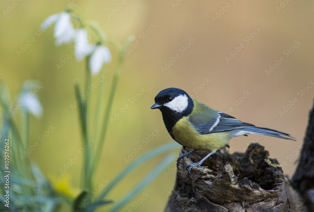 Fototapeta premium Great Tit in springtime with snowdrops