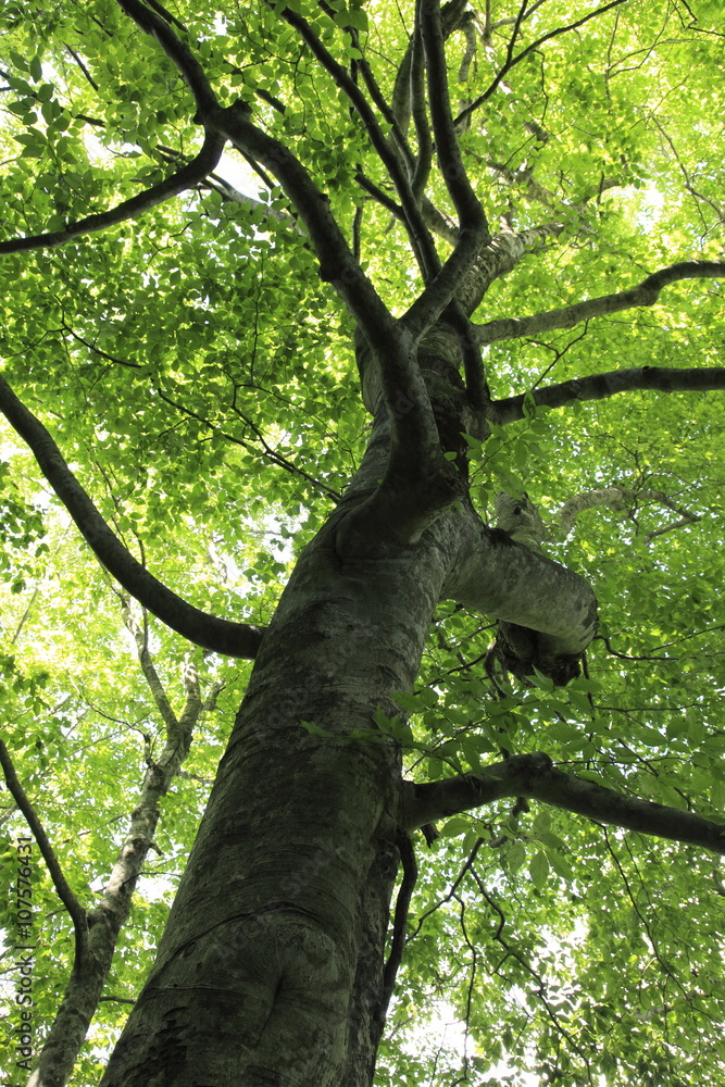 Naklejka premium 白神山地1993年12月に世界遺産として登録されました。