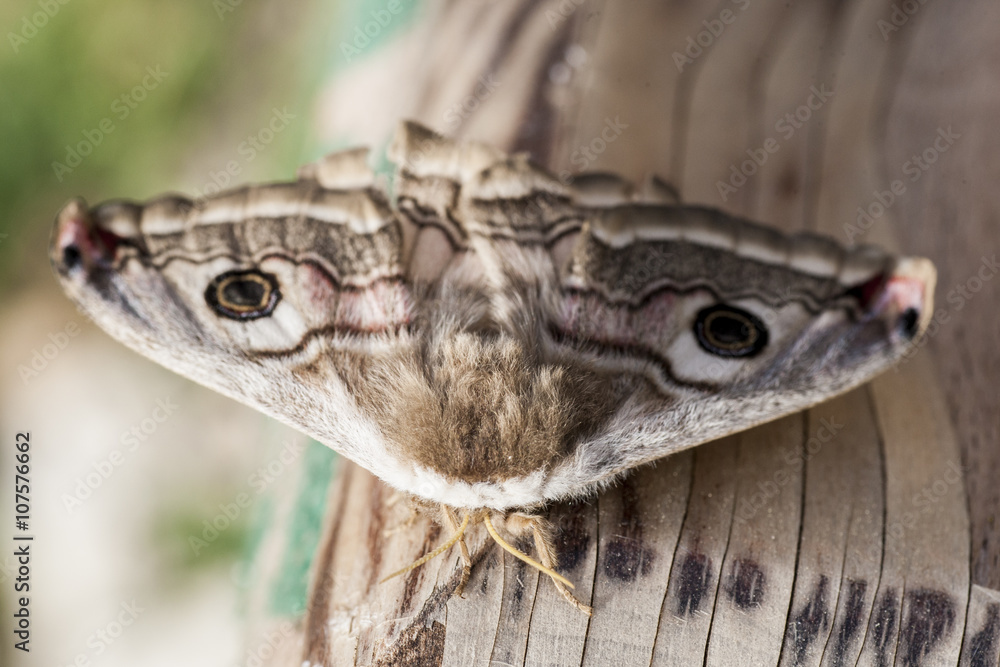 buterfly buterfly