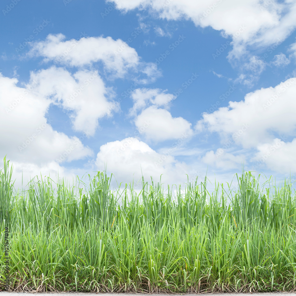 green grass on blue sky background green grass on blue sky background