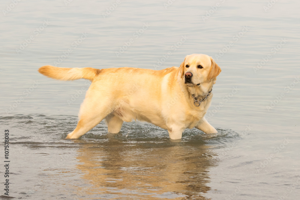 Labrador dog having fun at the sea.
Labrador dog having fun at the sea.