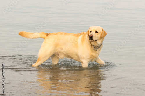 Labrador dog having fun at the sea. 