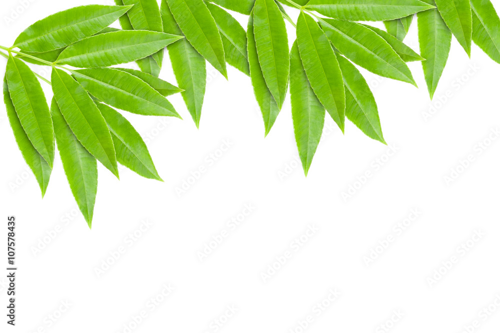 Green leaves frame isolated on white background. Green leaves frame isolated on white background.