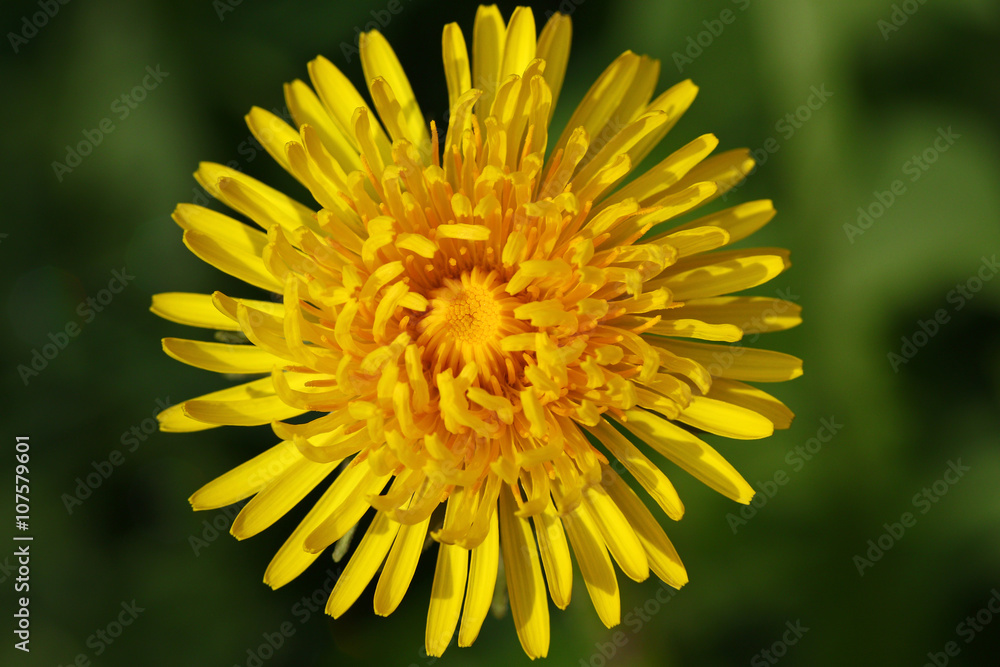 Dandelion flower from above with blurred green background Dandelion flower from above with blurred green background