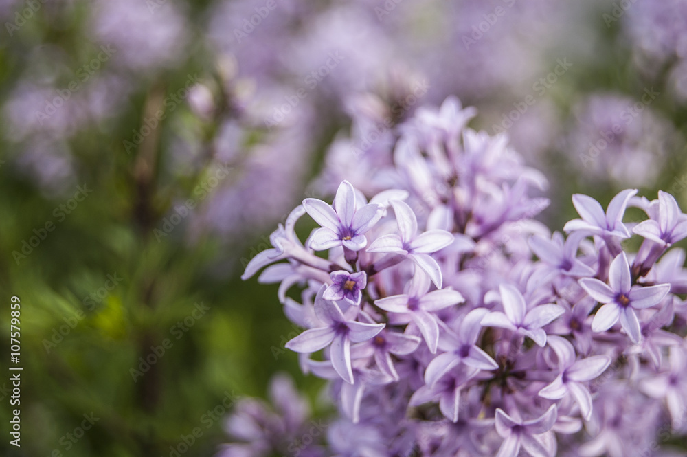 Macro Violet flowers on the right Macro Violet flowers on the right