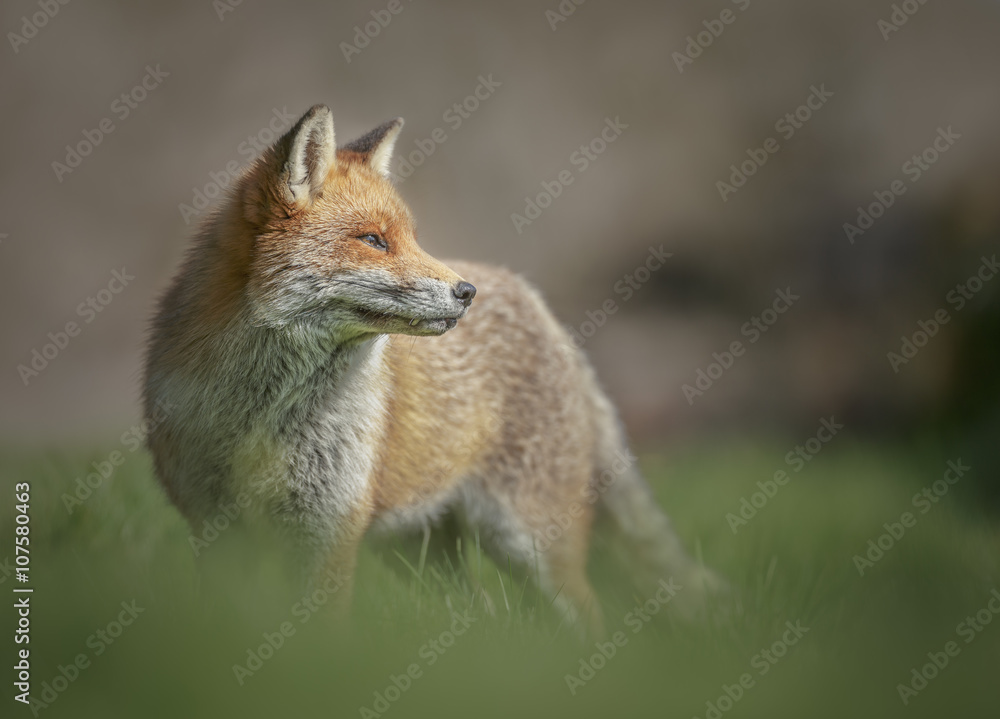 Naklejka premium Beautiful mature red fox