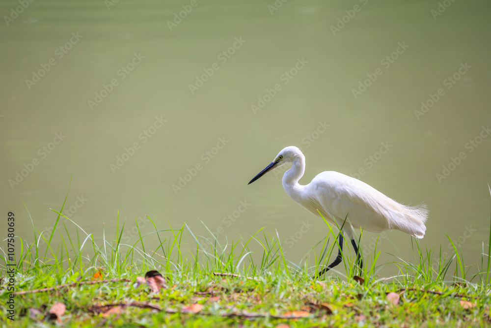 Obraz premium Animals in Wildlife - White Egrets. Outdoors.