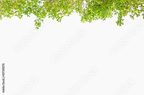 Fototapeta Naklejka Na Ścianę i Meble -  Beautiful Green leaves on white background.