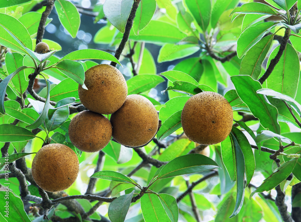 Obraz premium Ripening Sapodilla fruits in an organic garden. Other names - Zapota, Chikkoo Sapota. Sapodilla is a tropical, evergreen tree fruit (berry) with exceptionally sweet and malty flavor.
