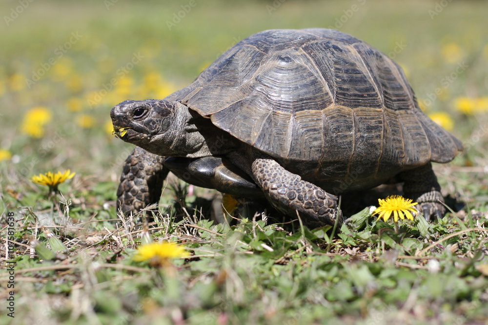 Çiçekler ve kaplımbağa
