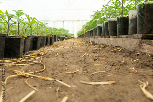 Obraz na plátně Tomato seedling before planting into the soil, greenhouse plants, drip irrigatio