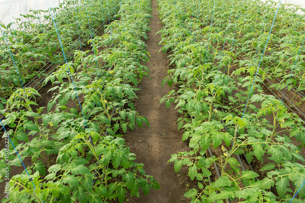 Naklejka premium Tomato seedling before planting into the soil, greenhouse plants, drip irrigation, greenhouse cultivation of tomatoes in agriculture, hard-working farmer hands