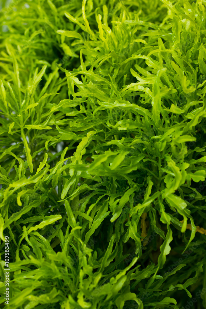 Leaves Green Leaves Green