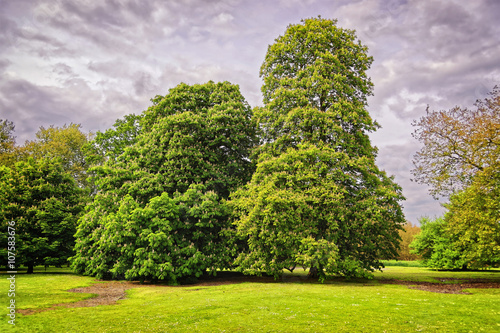Big old chestnut trees in Park of Audley End House photo