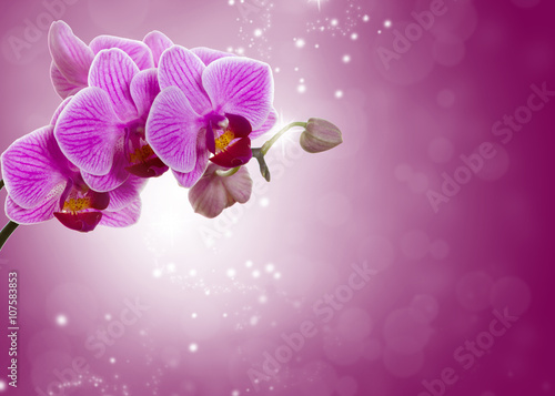 Fototapeta Naklejka Na Ścianę i Meble -  Pink orchid flower.